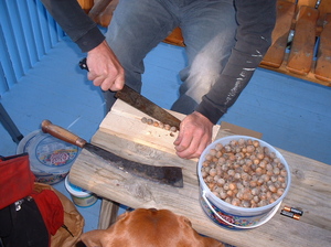 cutting acorns.jpg